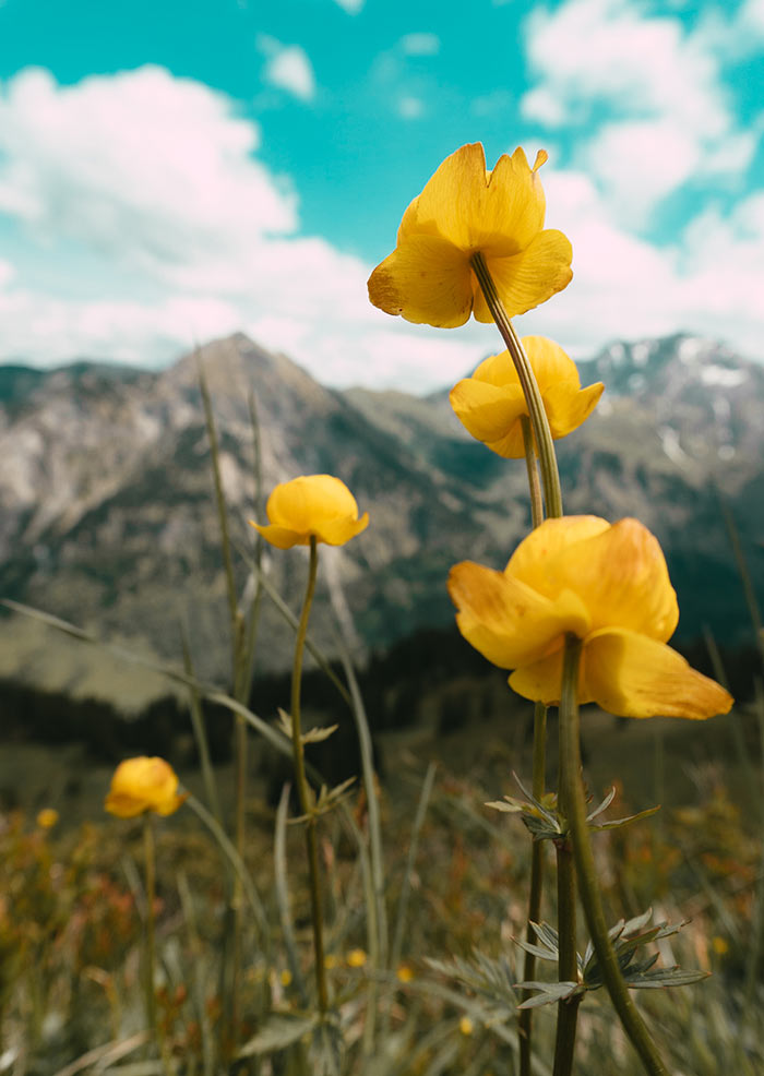 Unberührte Natur in den Alpen