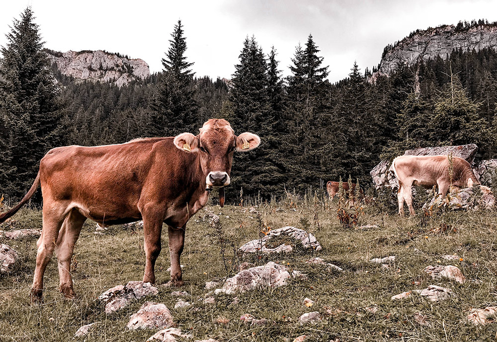 Wanderung über eine Alm in den Alpen