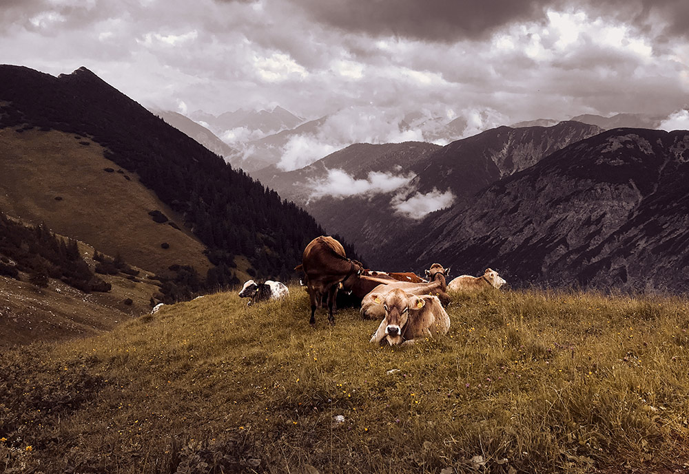 Kühe in den Bergen im Tannheimer Tal