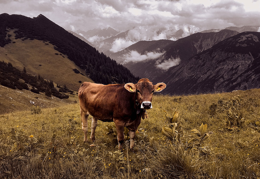 Tierische Begleiter in den Alpen