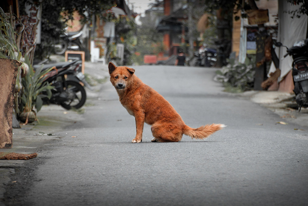 Straßenhund auf Bali in Indonesien