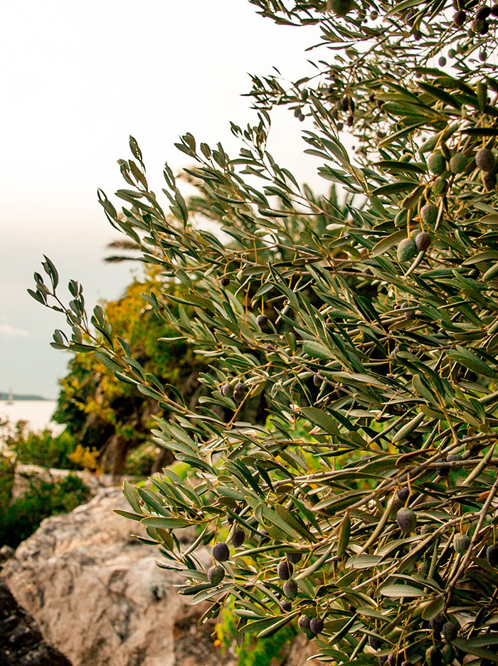 Olivenbaum in Kroatien