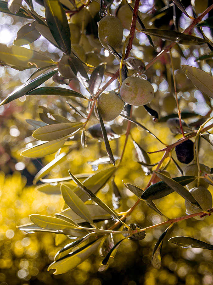 Olivenbaum auf Hvar