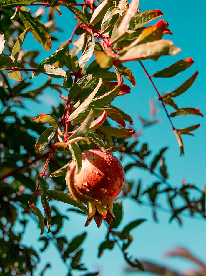 Granatapfelbaum in Kroatien