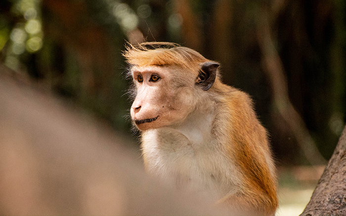 Affe im Botanischen Garten in Kandy Sri Lanka
