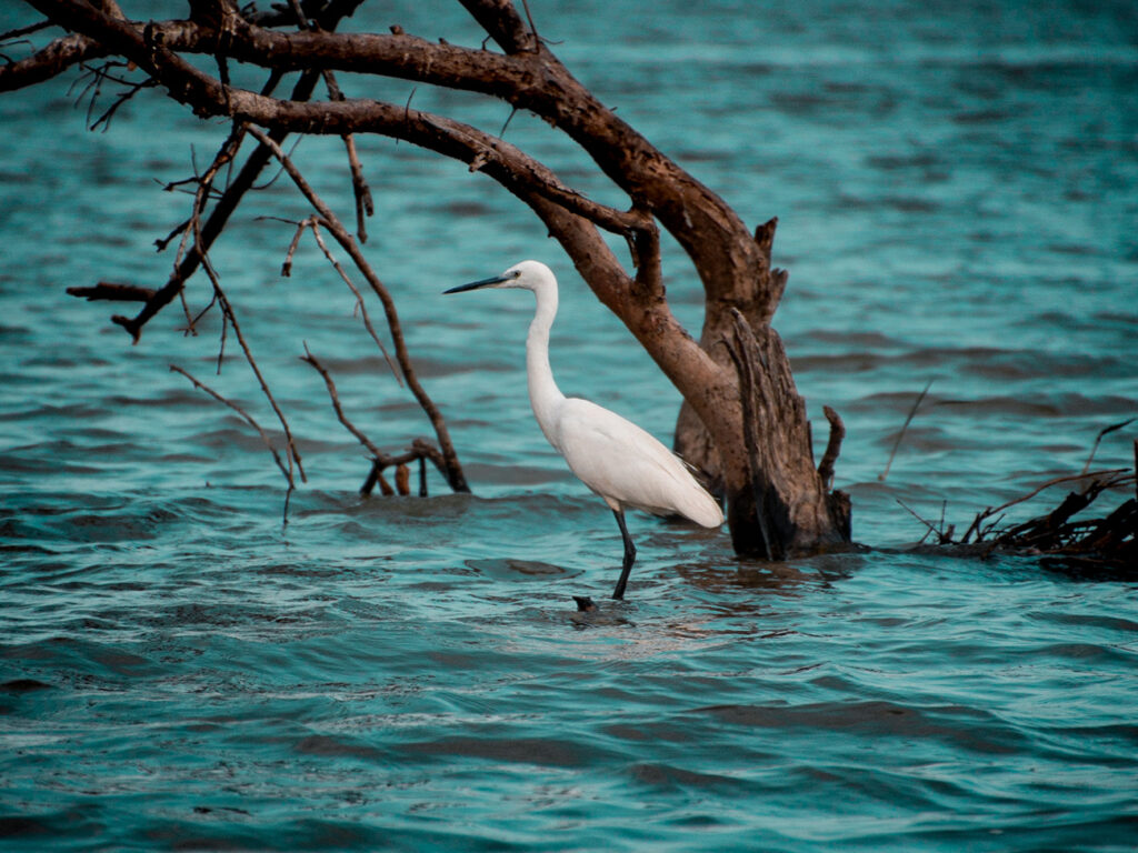 Wildvogel im Wasser in Udawalawa in Sri Lanka