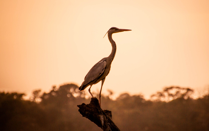 WIldvogel im National Park Udawalawa in Sri Lanka