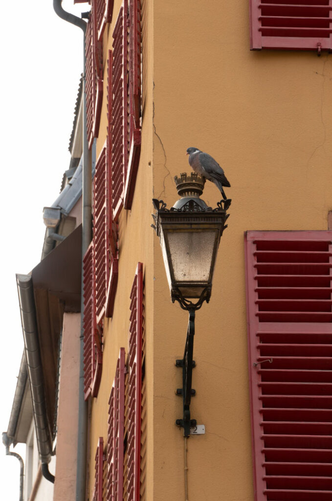 Reise und Outdoor Fotografie Strasbourg