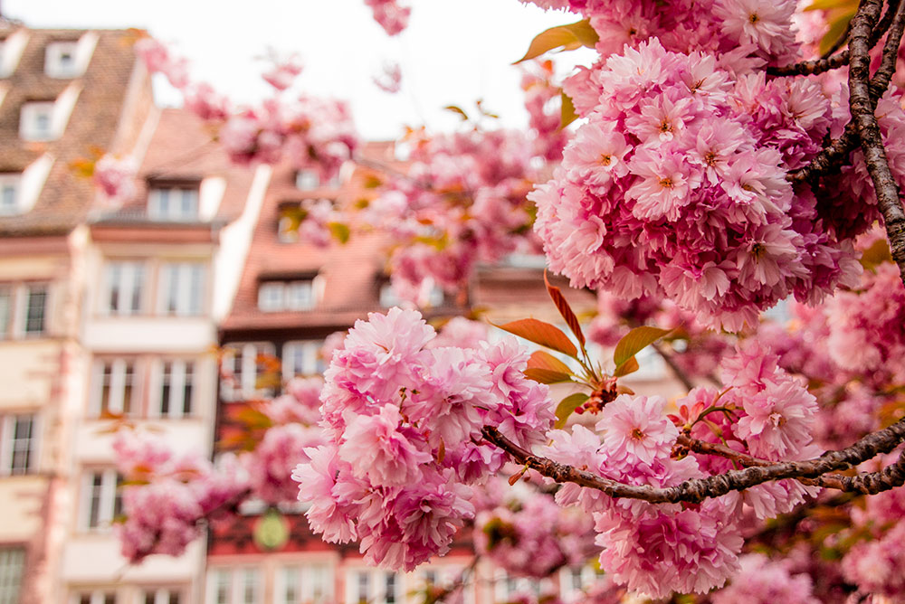 Kirschblüte in Strasbourg