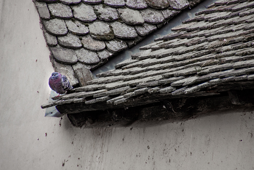 Reise und Outdoor Fotografie Strasbourg