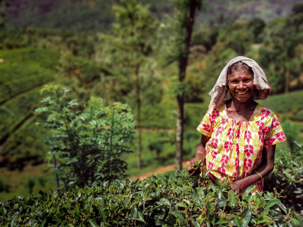 Pflückerin in Teeplantage in Sri Lanka